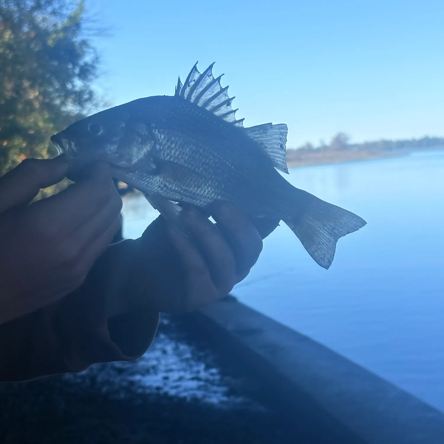 White perch caught on Fishbrain