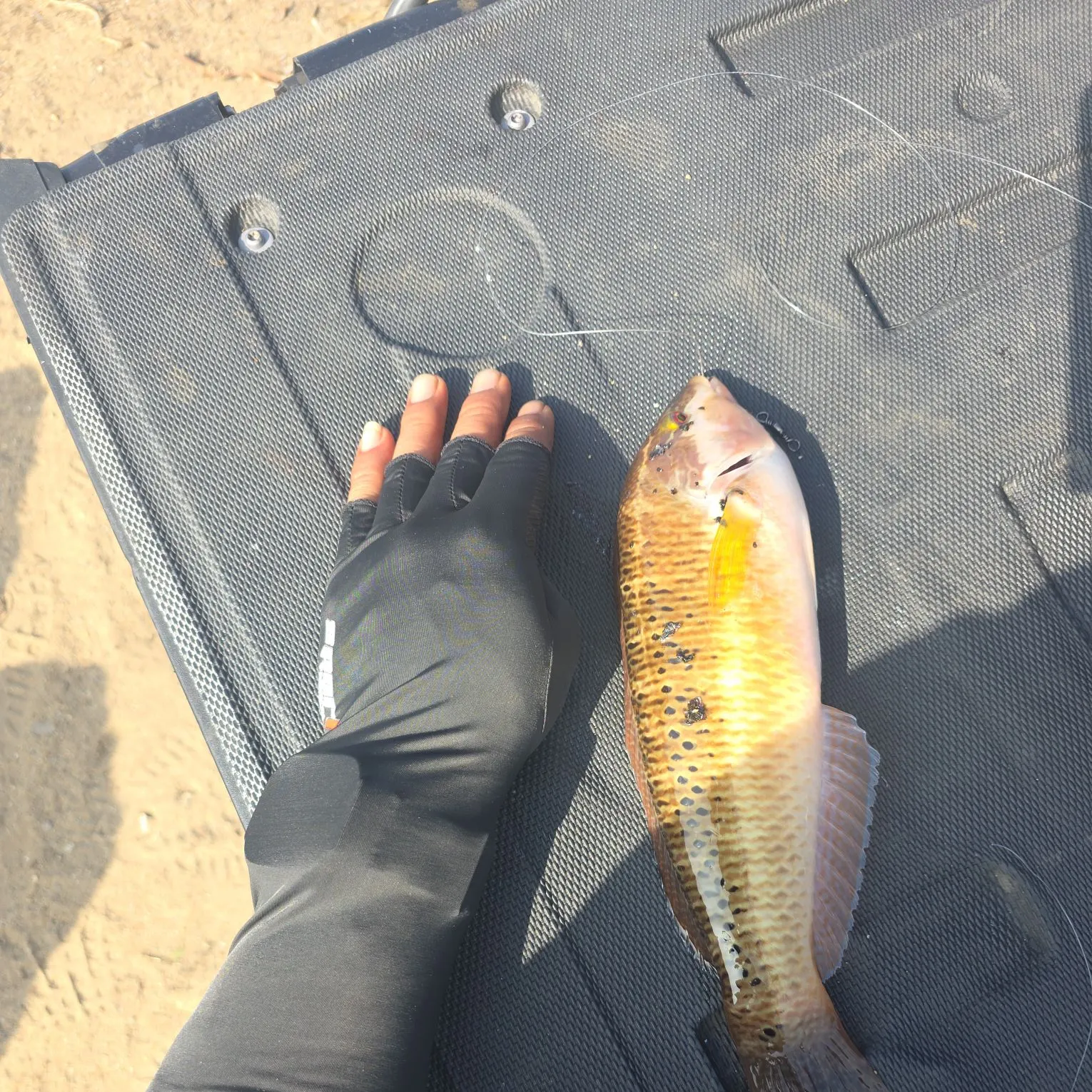 The most recent Slippery dick wrasse catches on Fishbrain