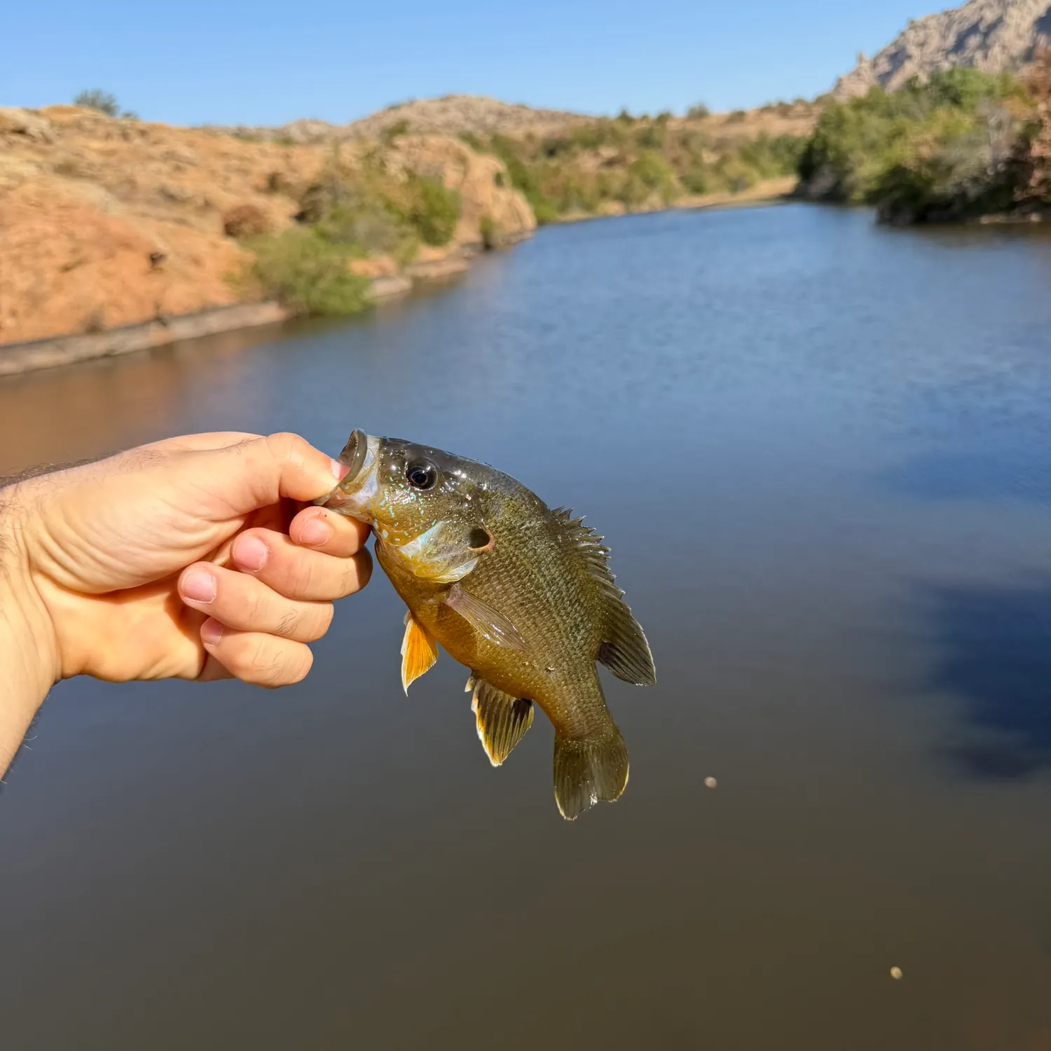 Bluegill caught on Fishbrain