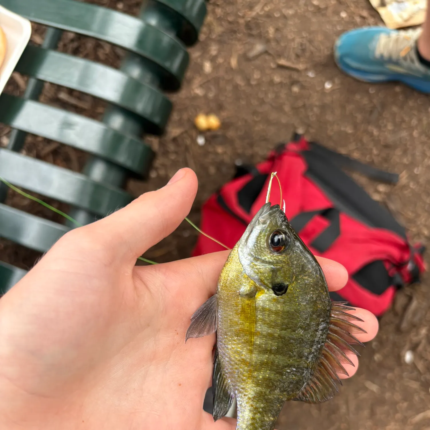 Bluegill caught on Fishbrain