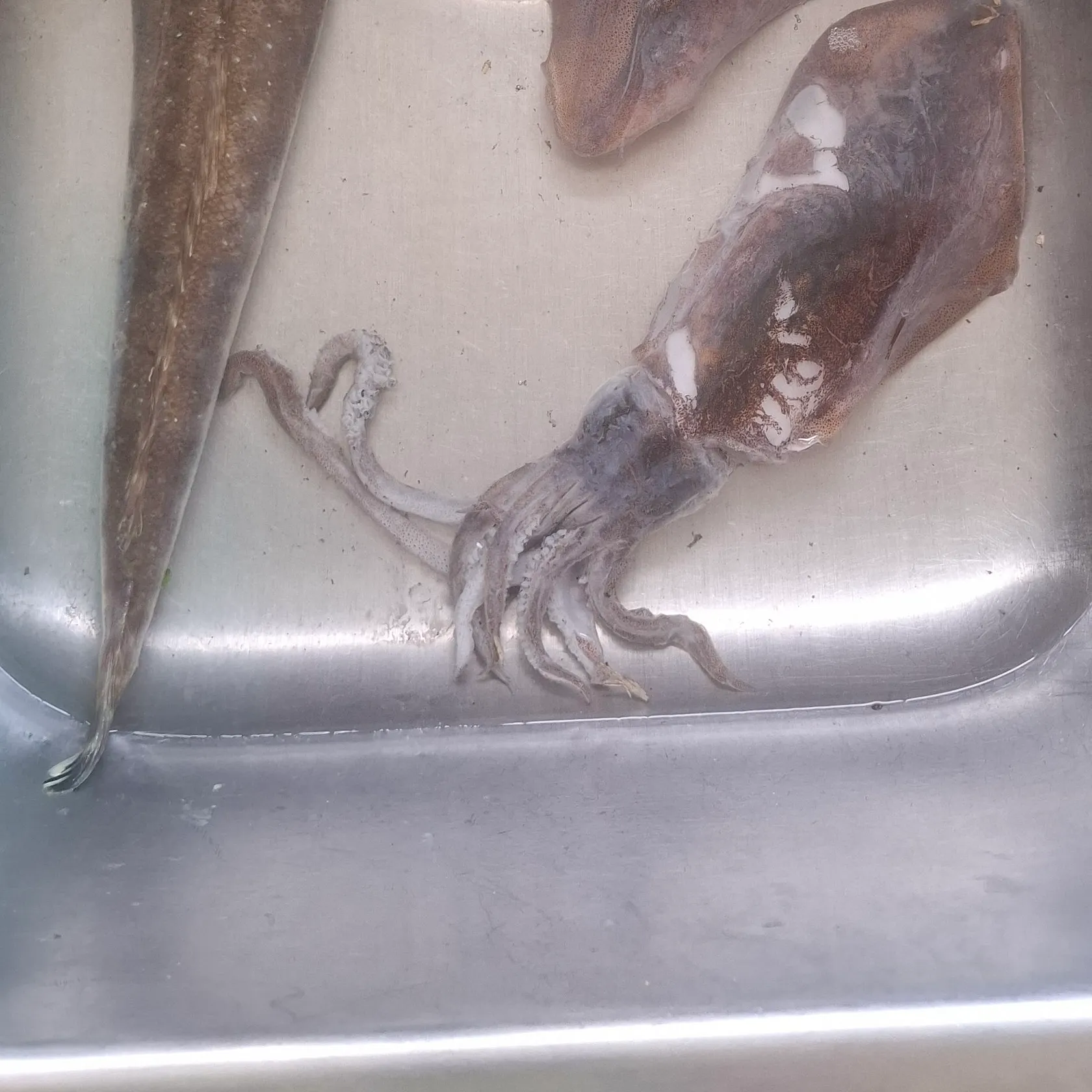 Dusky flathead caught on Fishbrain