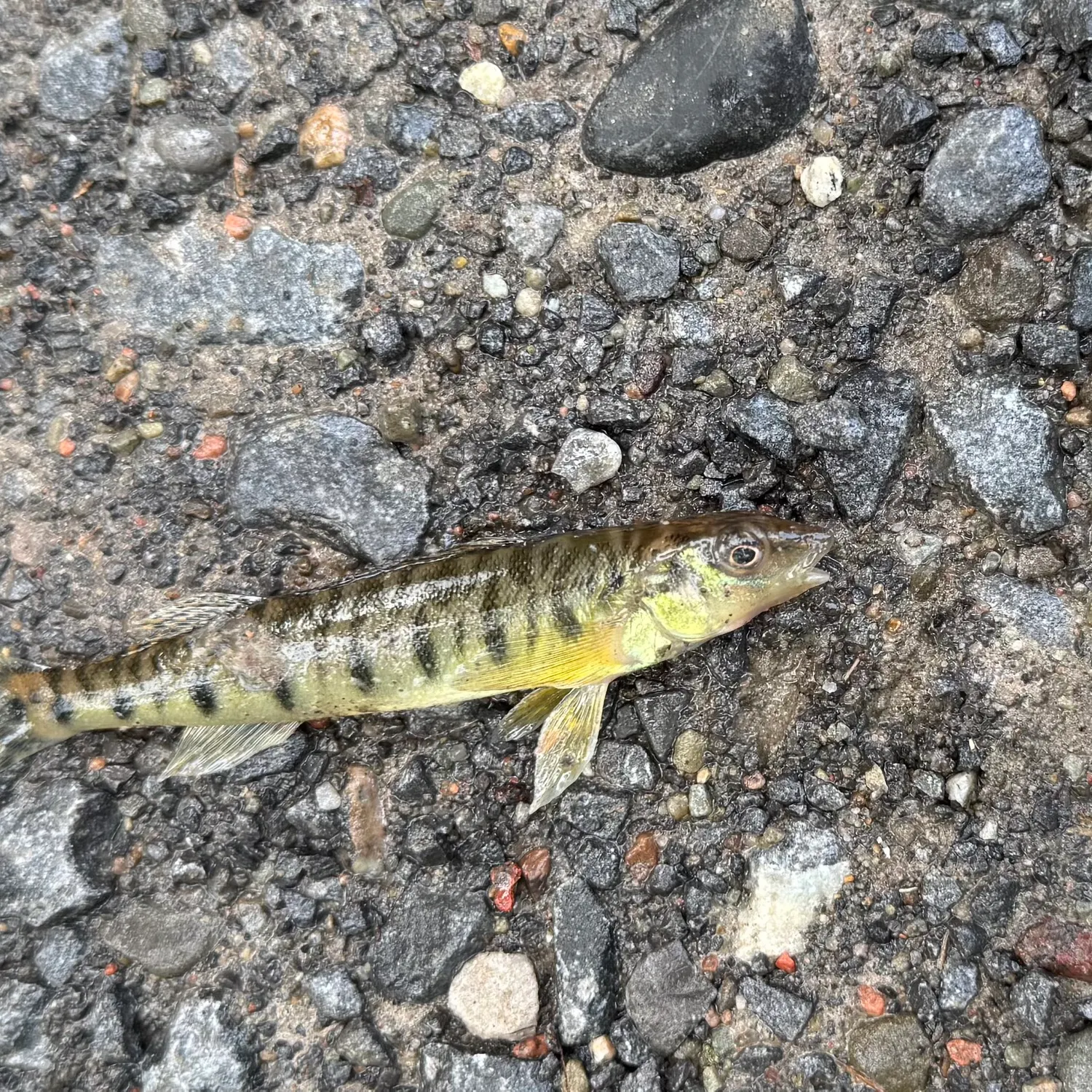 The most recent Common logperch catches on Fishbrain
