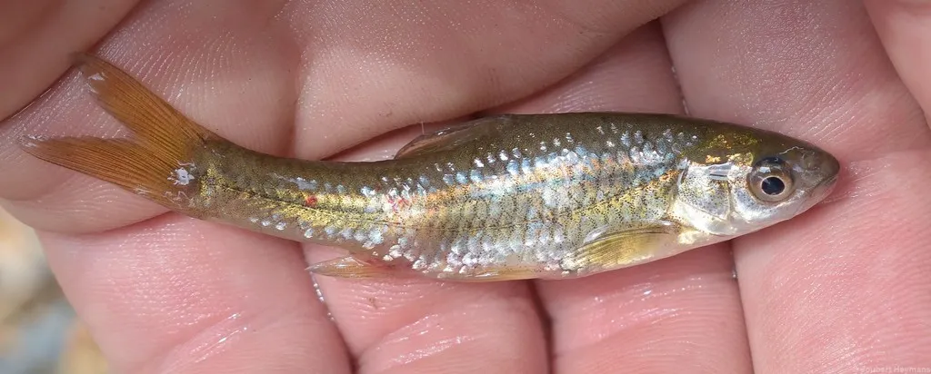 Smallscale yellowfish