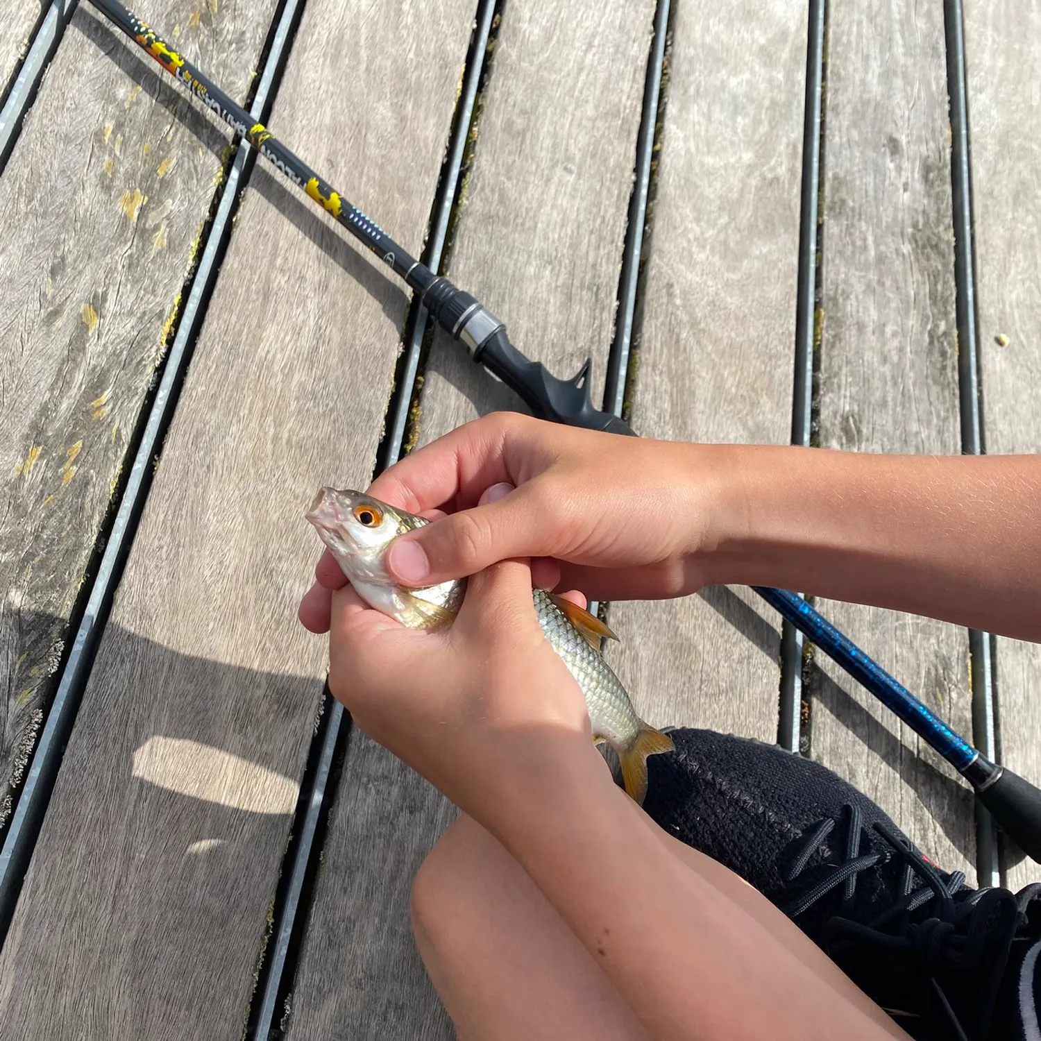 Round goby caught on Fishbrain