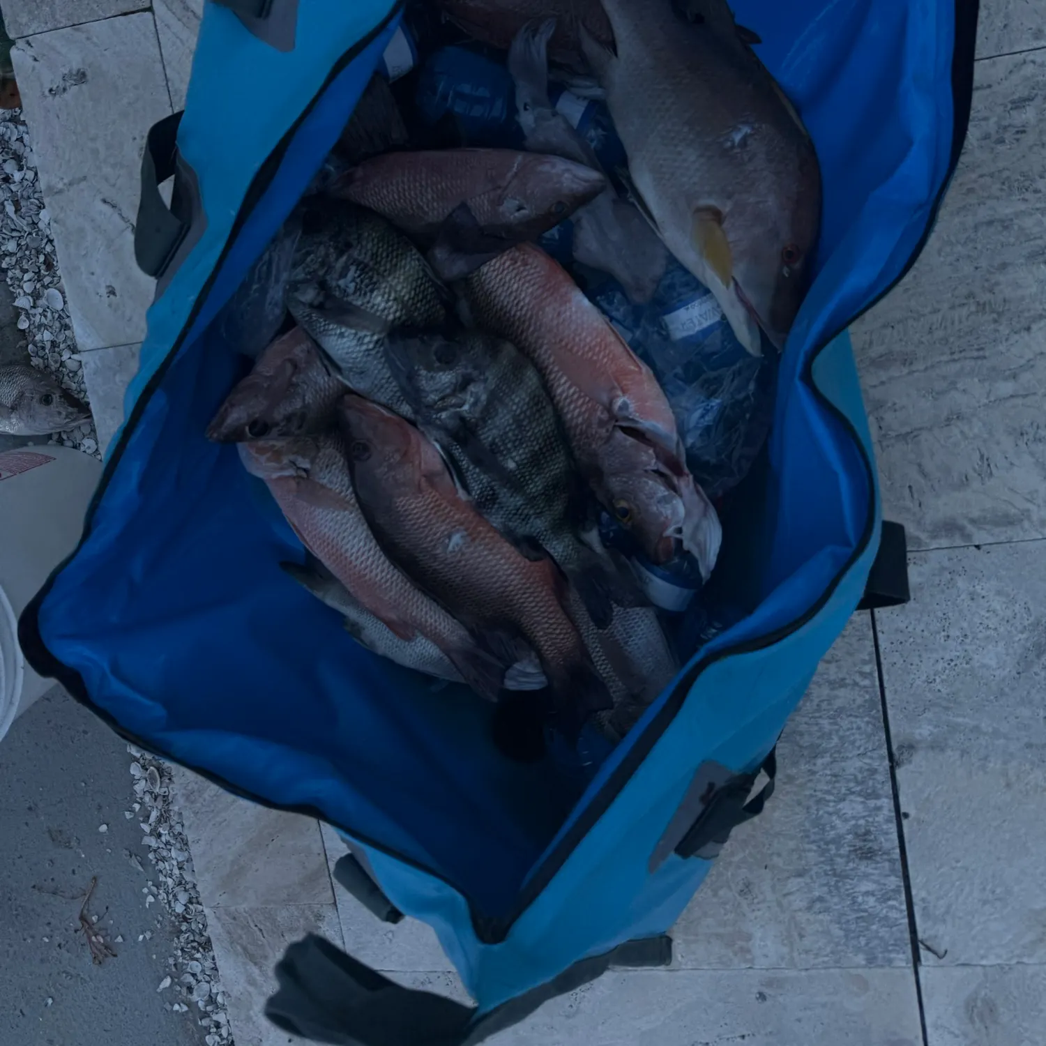 The most recent Hogfish catches on Fishbrain