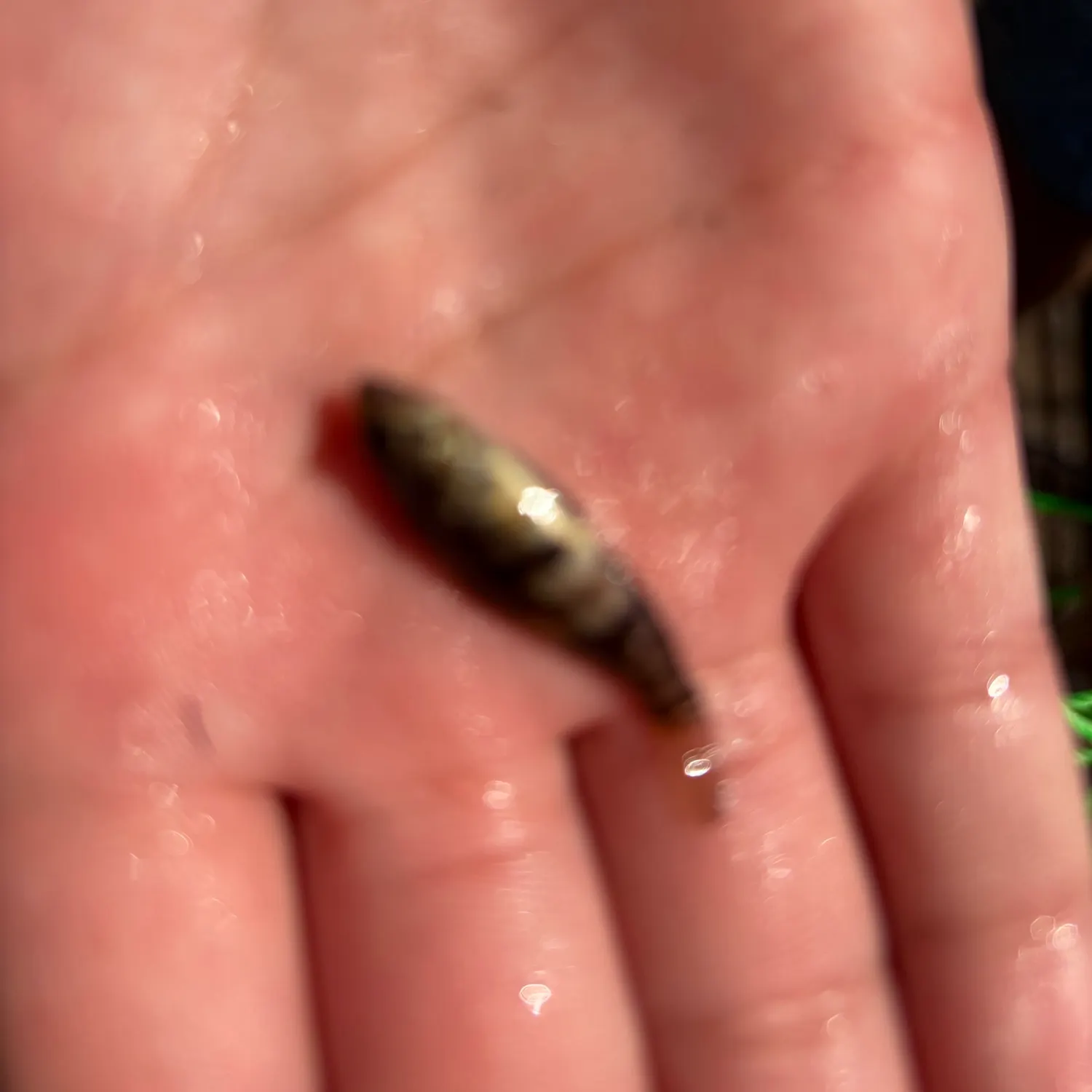 Barred sand bass caught on Fishbrain