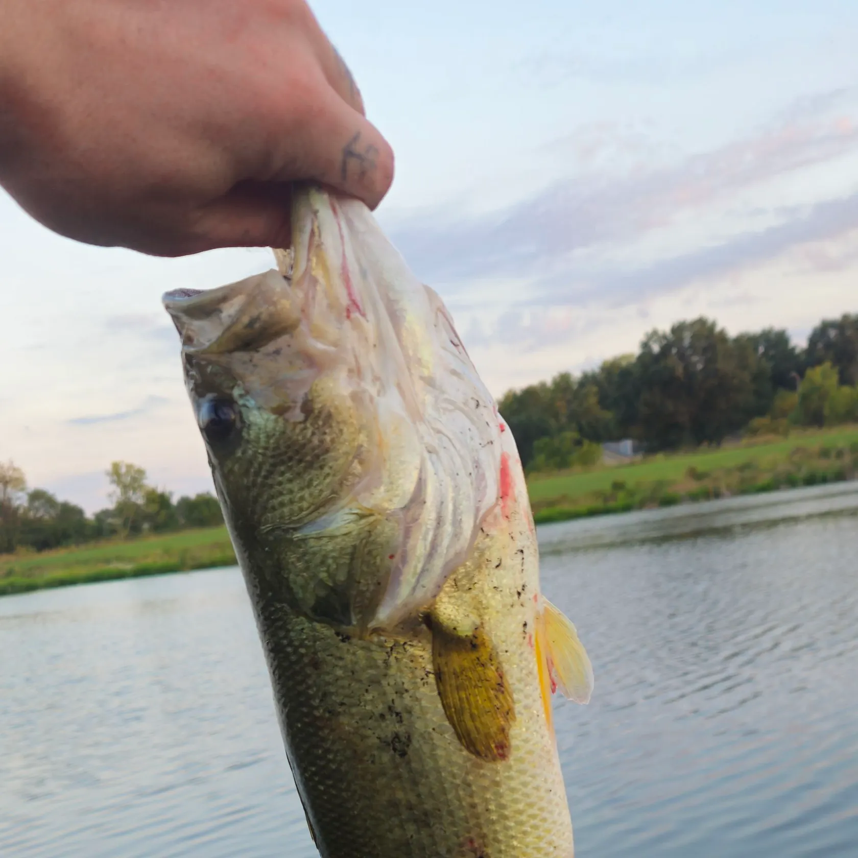 Largemouth bass caught on Fishbrain