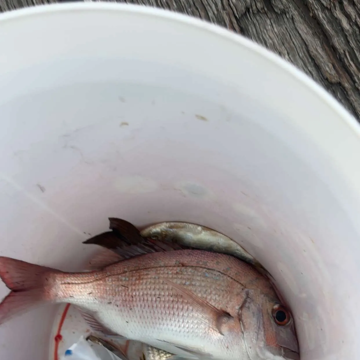 The most recent Australasian snapper catches on Fishbrain