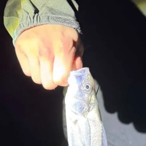 The most recent Japanese seabass catches on Fishbrain