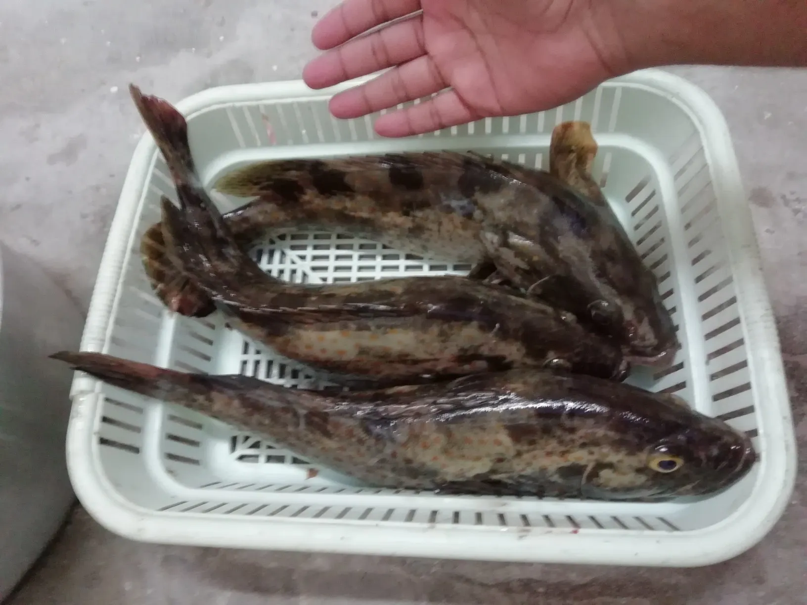 Post image from Zaeem