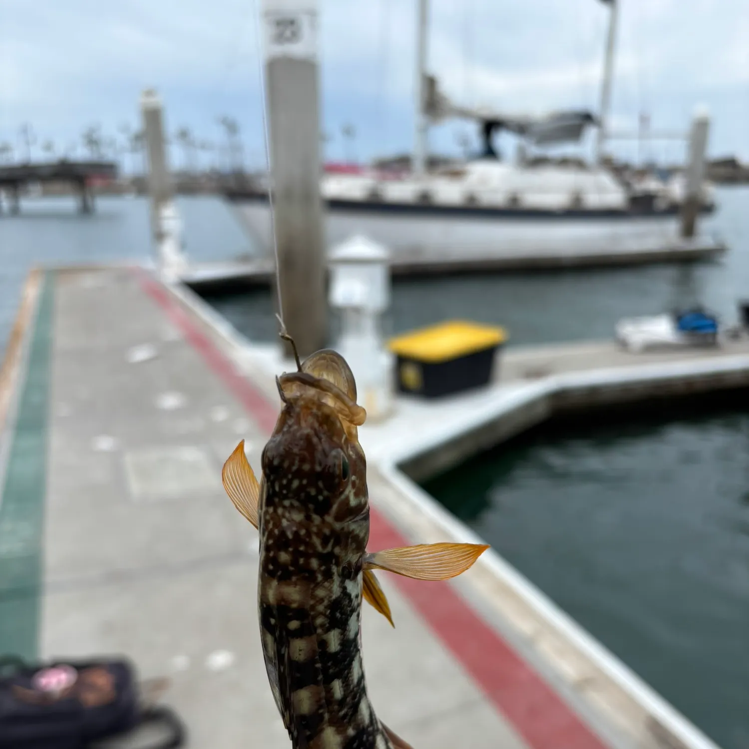 Kelp bass caught on Fishbrain