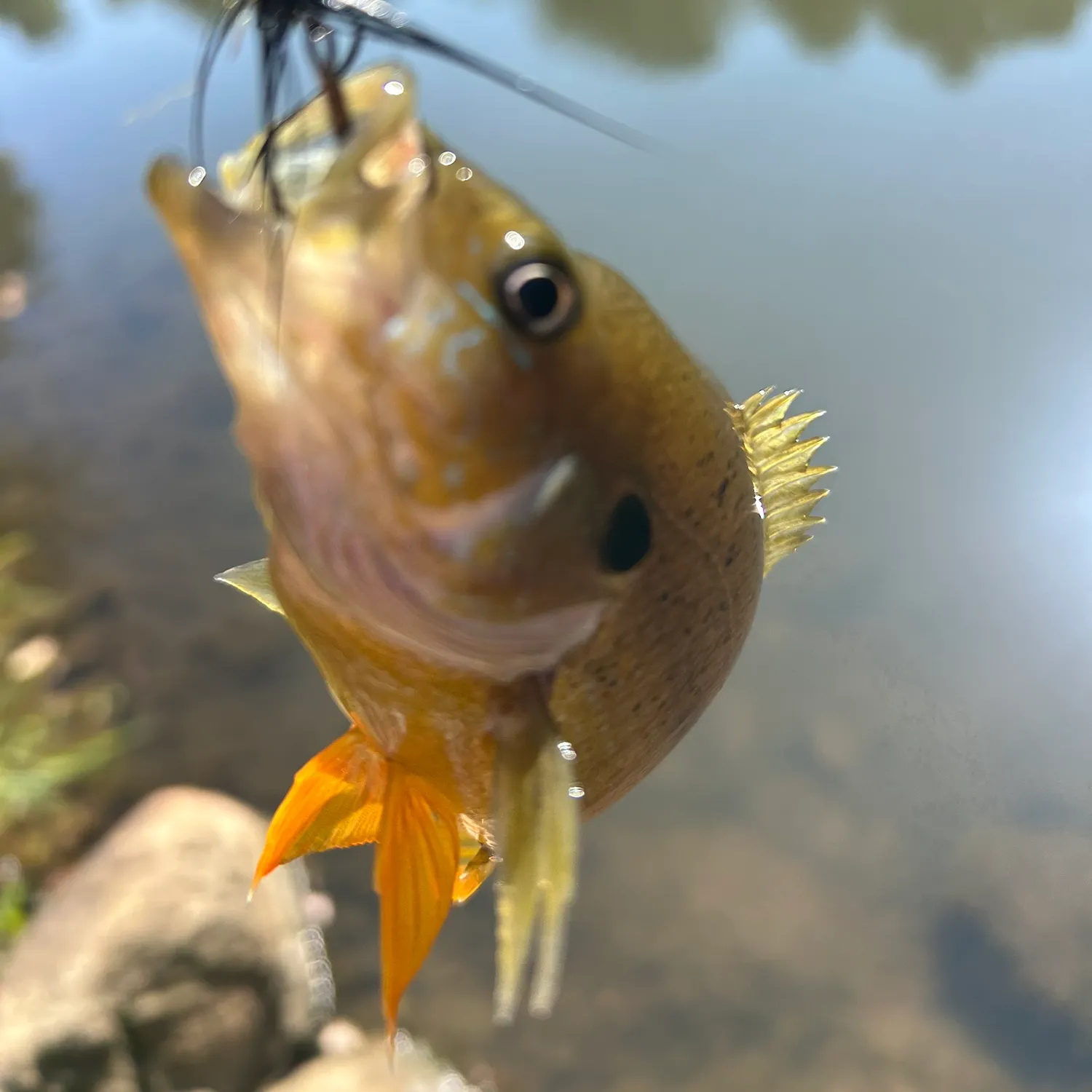 Fish caught on Fishbrain