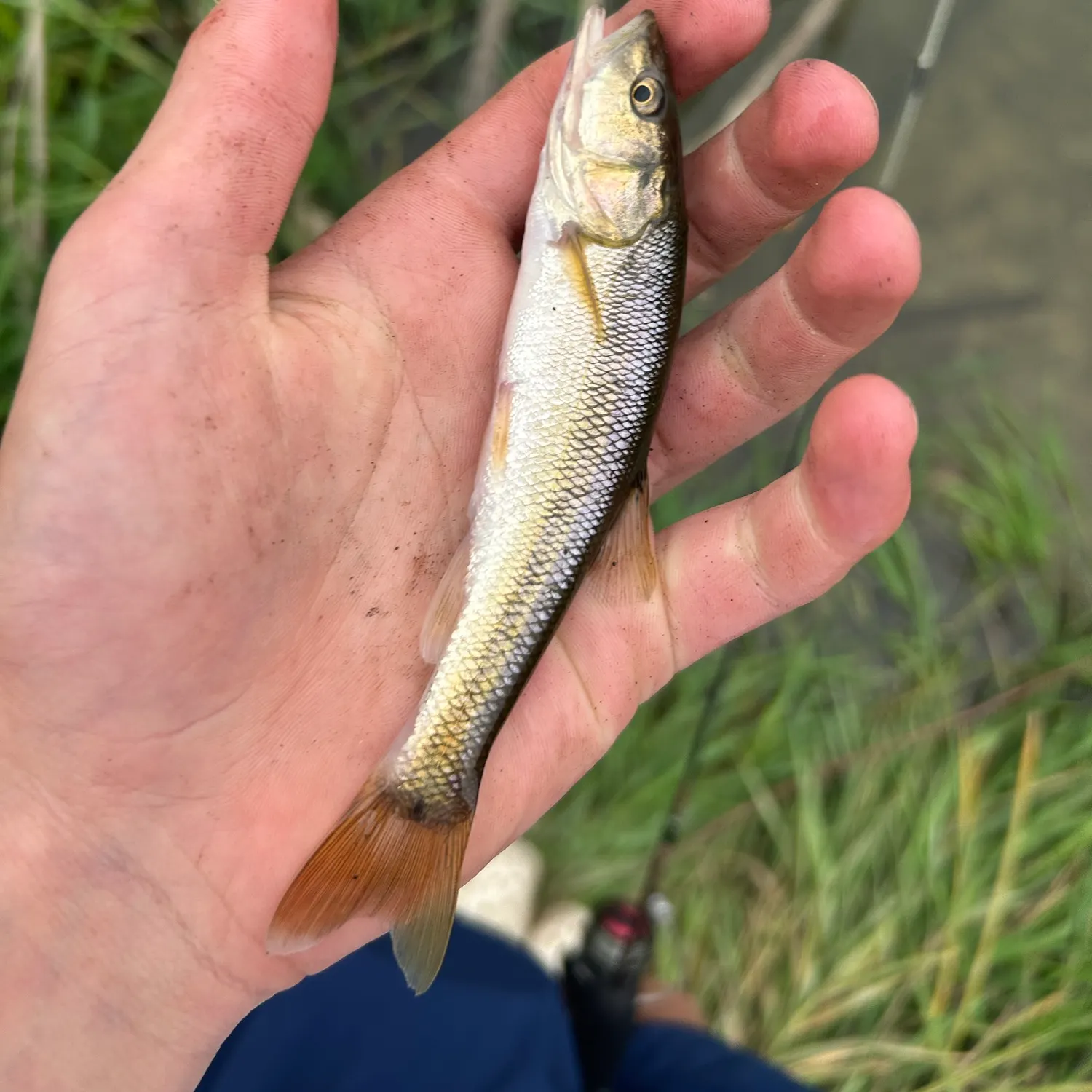 Creek chub caught on Fishbrain