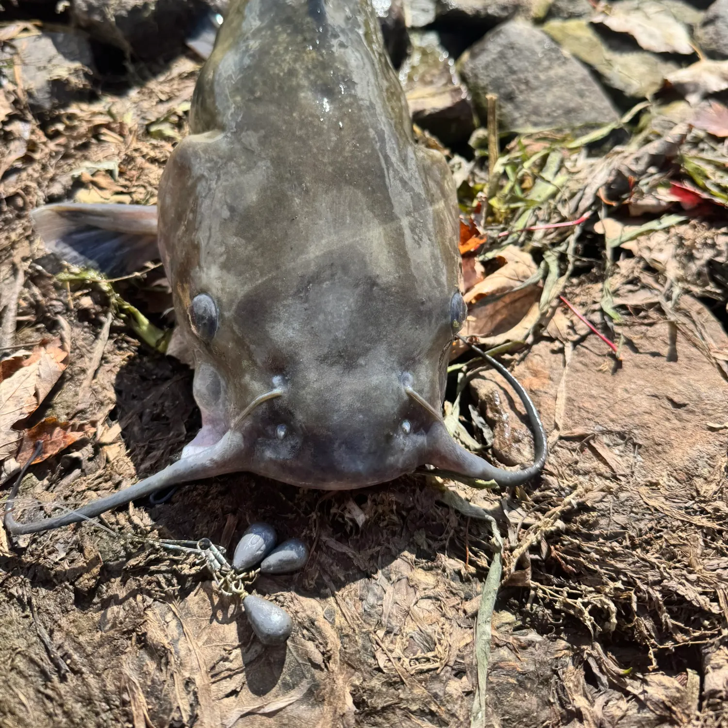 Channel catfish caught on Fishbrain