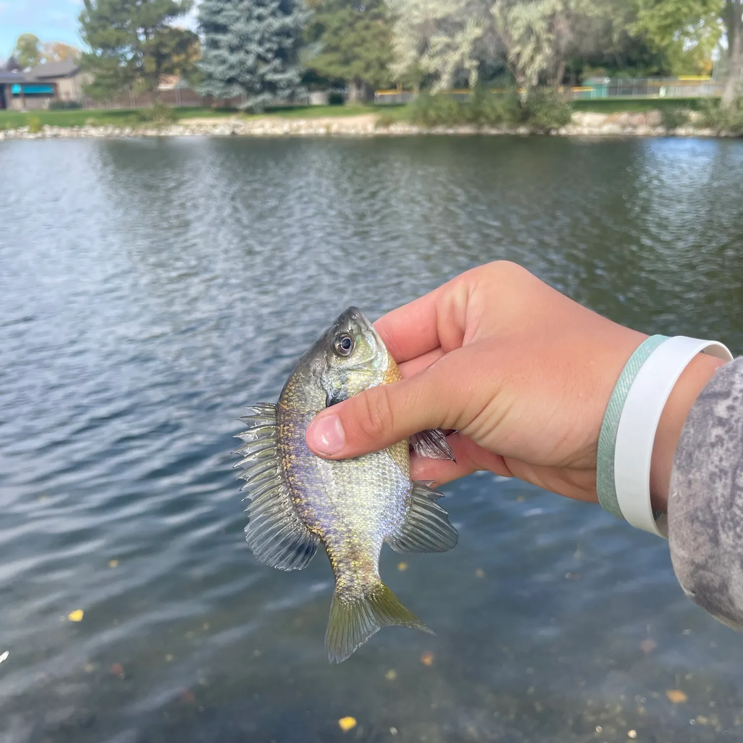Bluegill caught on Fishbrain