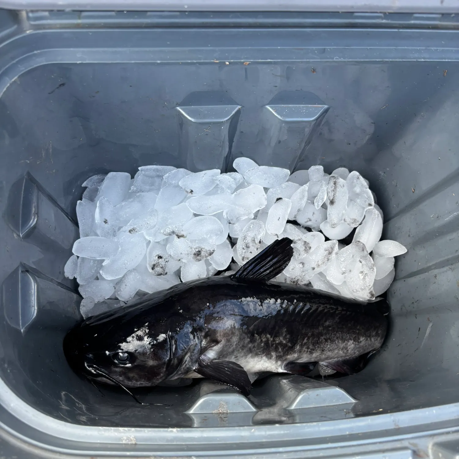 The most recent White bullhead catches on Fishbrain