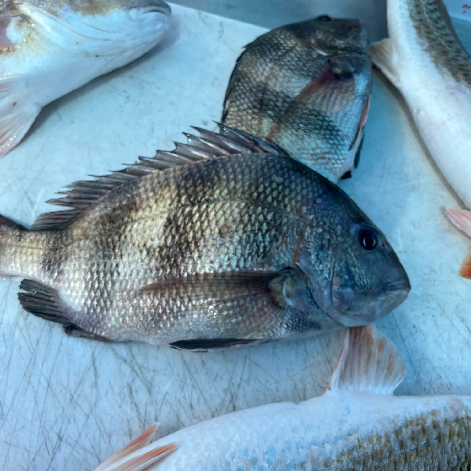 The most recent Sheepshead catches on Fishbrain
