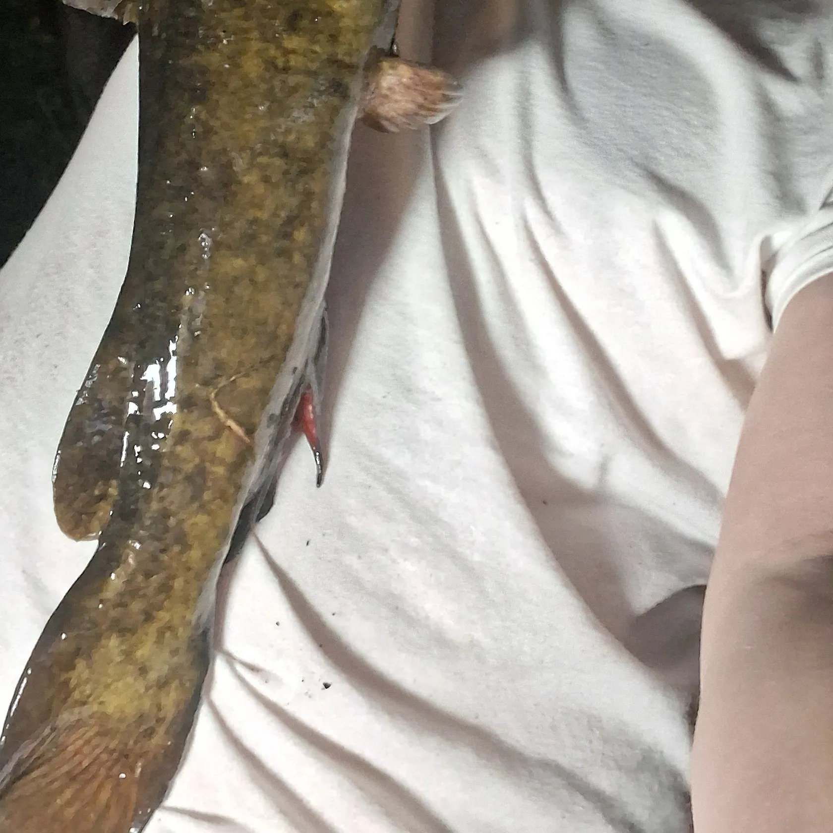 Flathead catfish caught on Fishbrain