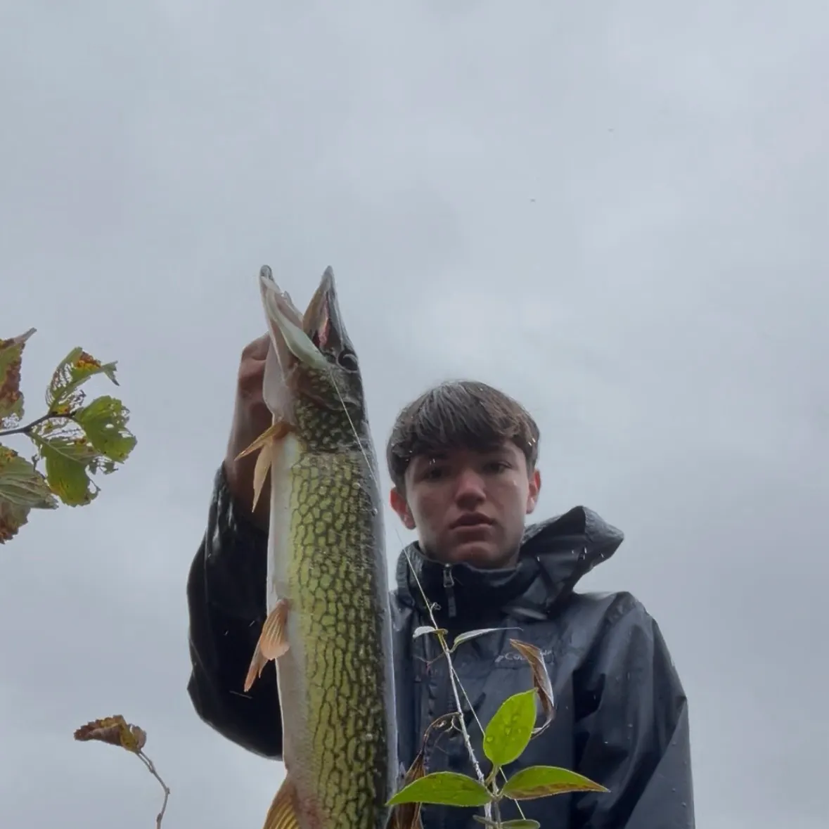 Chain pickerel caught on Fishbrain