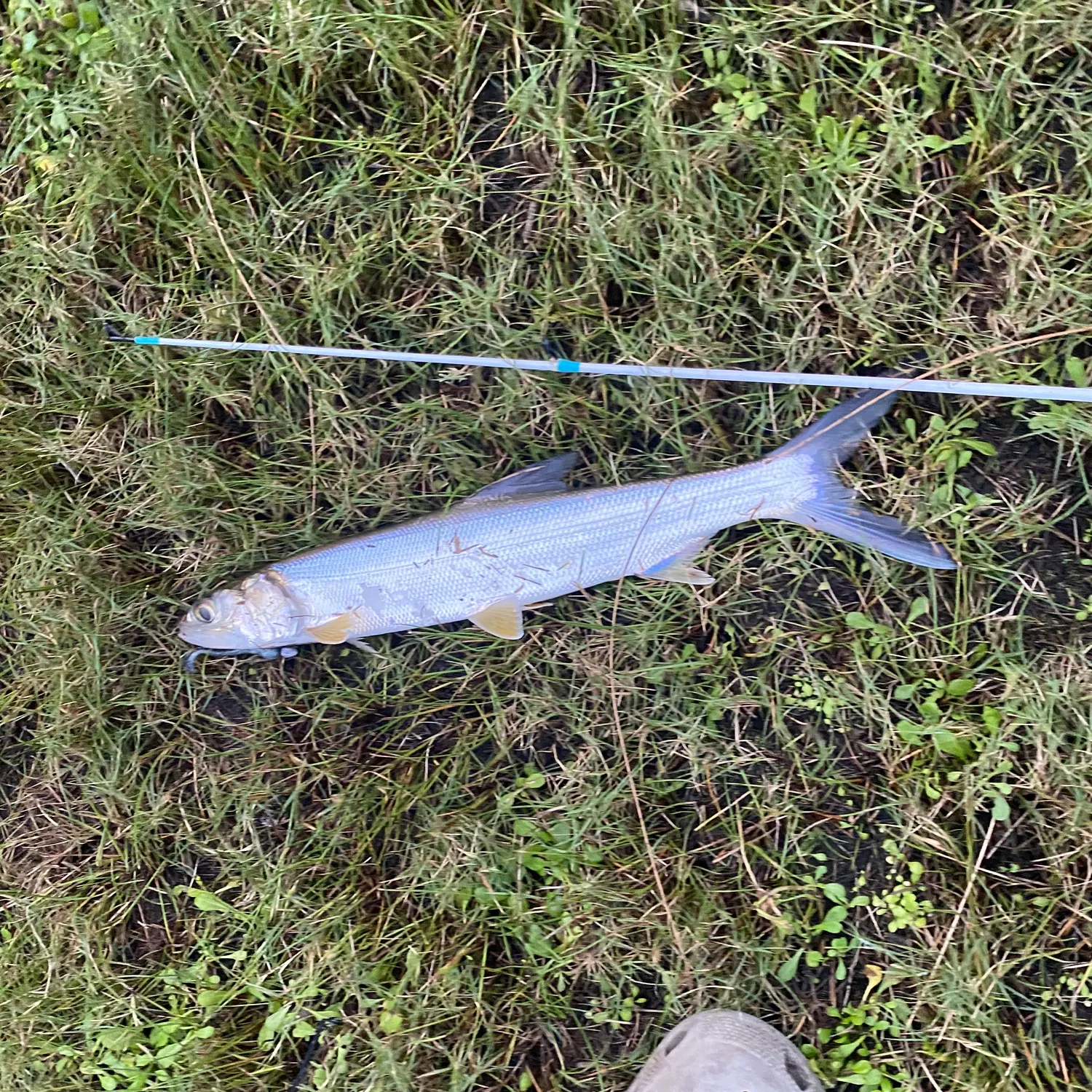 The most recent Hawaiian ladyfish catches on Fishbrain