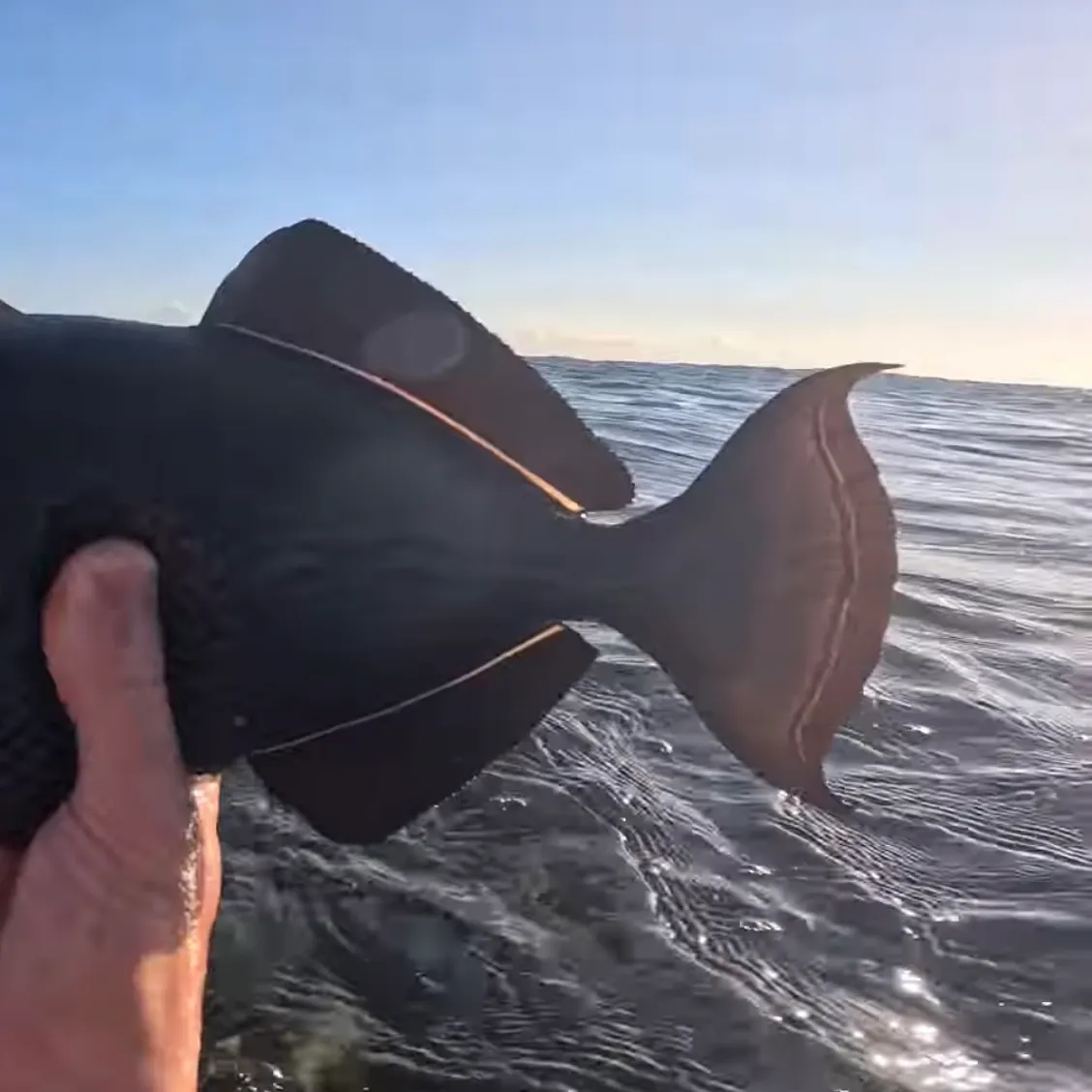 The most recent Indian triggerfish catches on Fishbrain