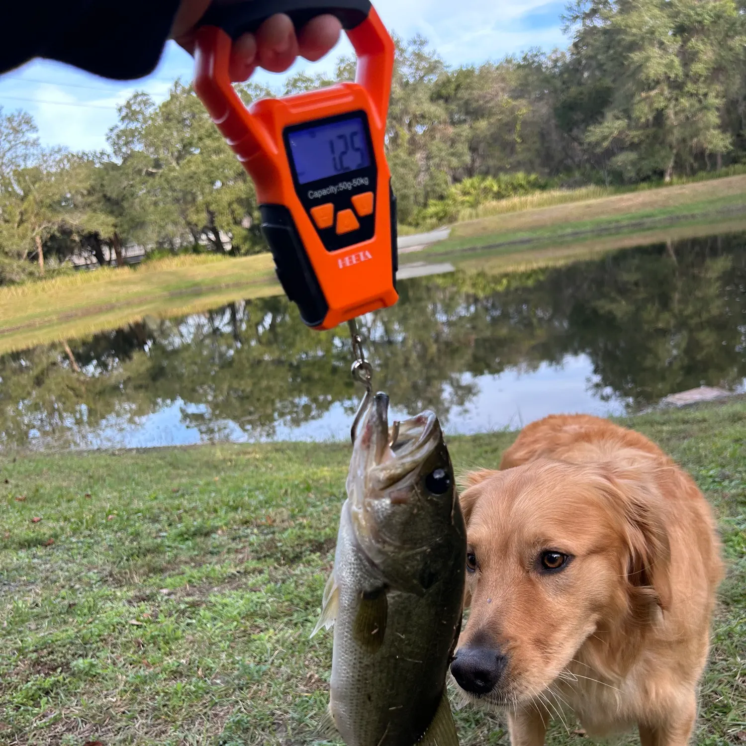 The most recent Florida bass catches on Fishbrain