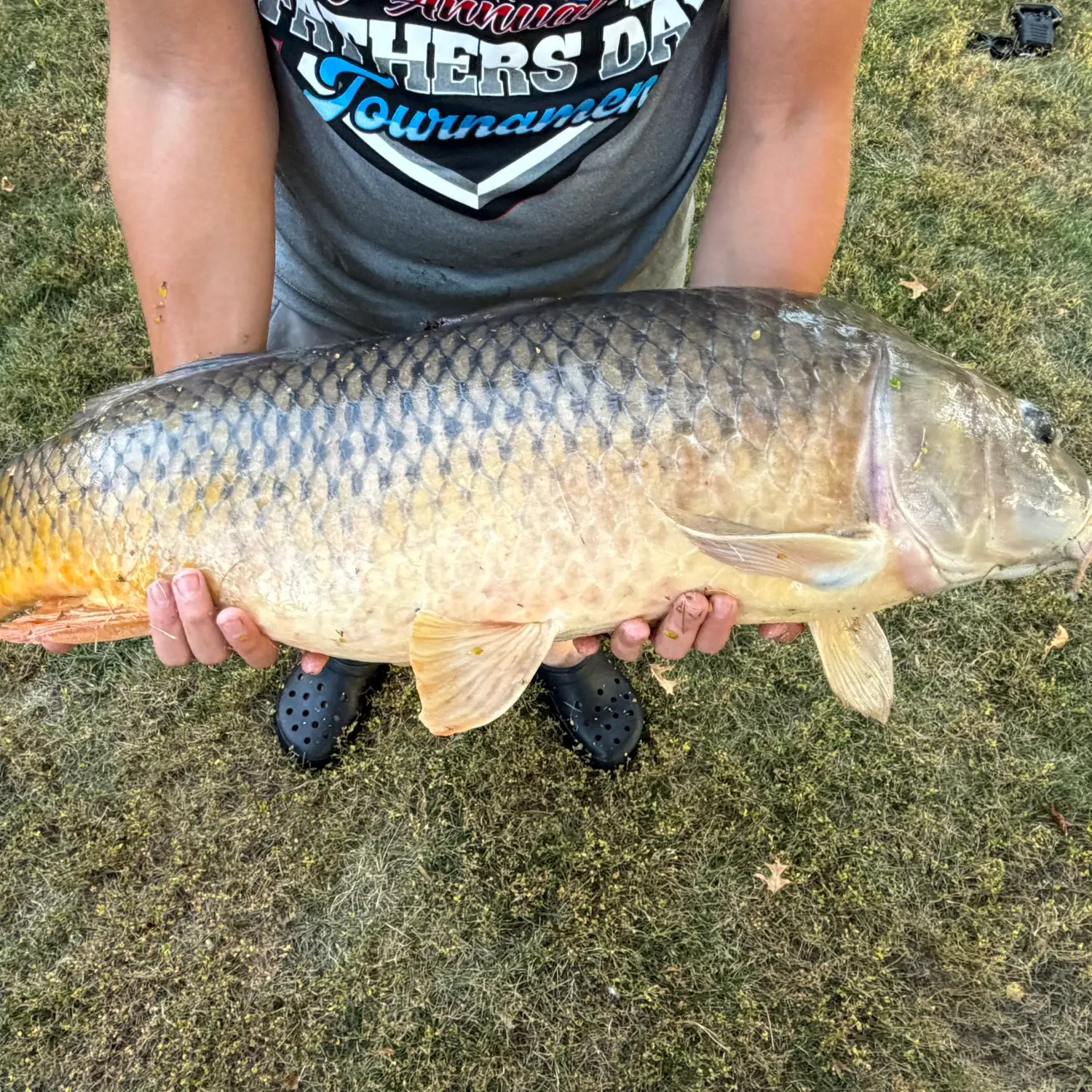 Common carp caught on Fishbrain