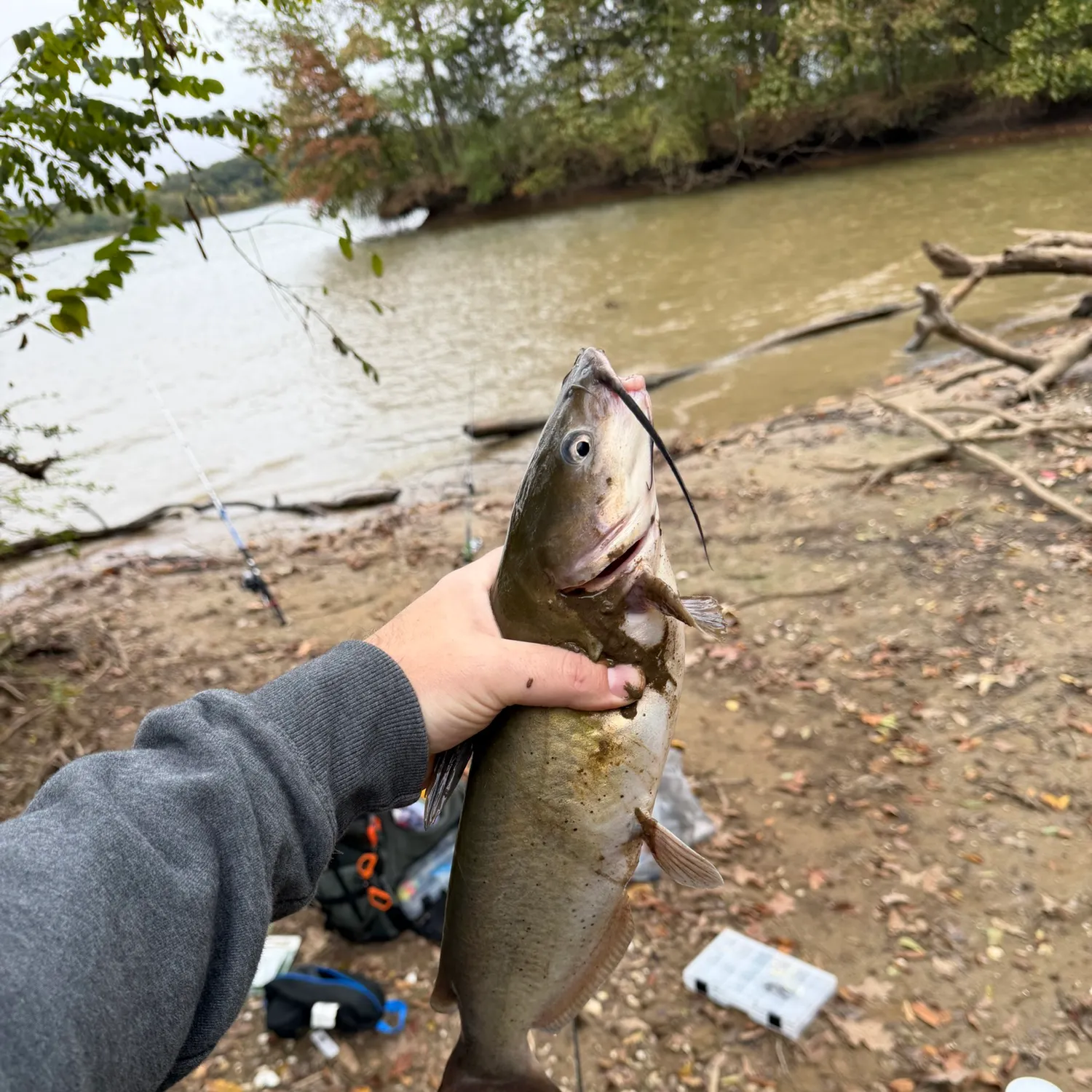 Channel catfish caught on Fishbrain