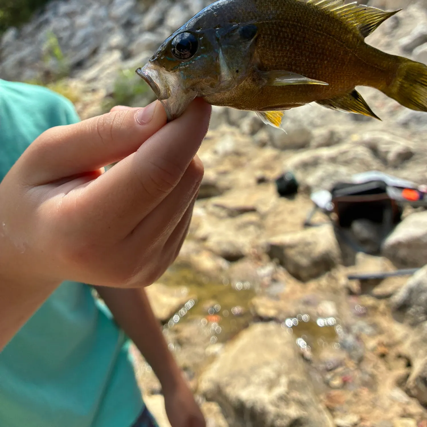 Greengill hybrid caught on Fishbrain
