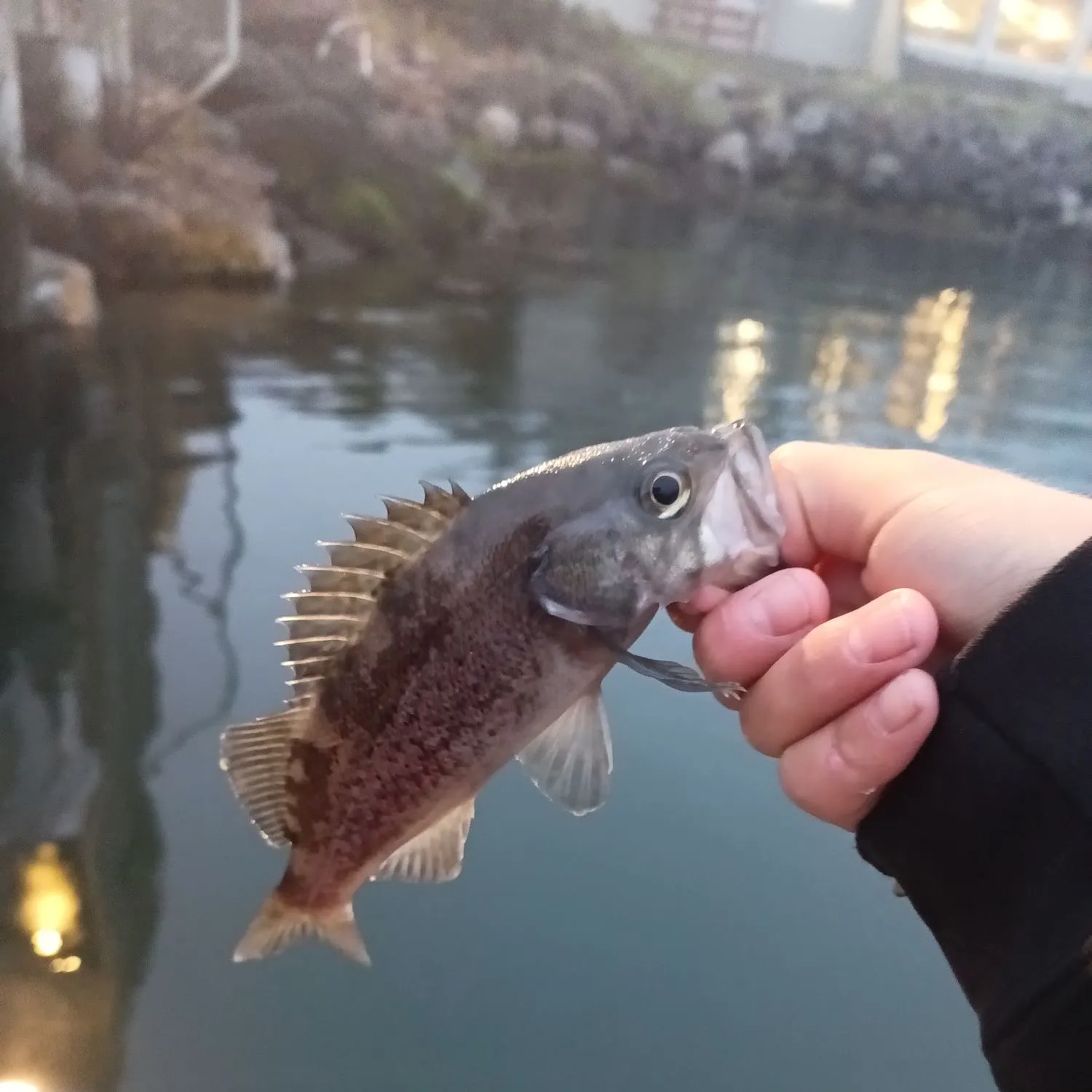 The most recent Black rockfish catches on Fishbrain