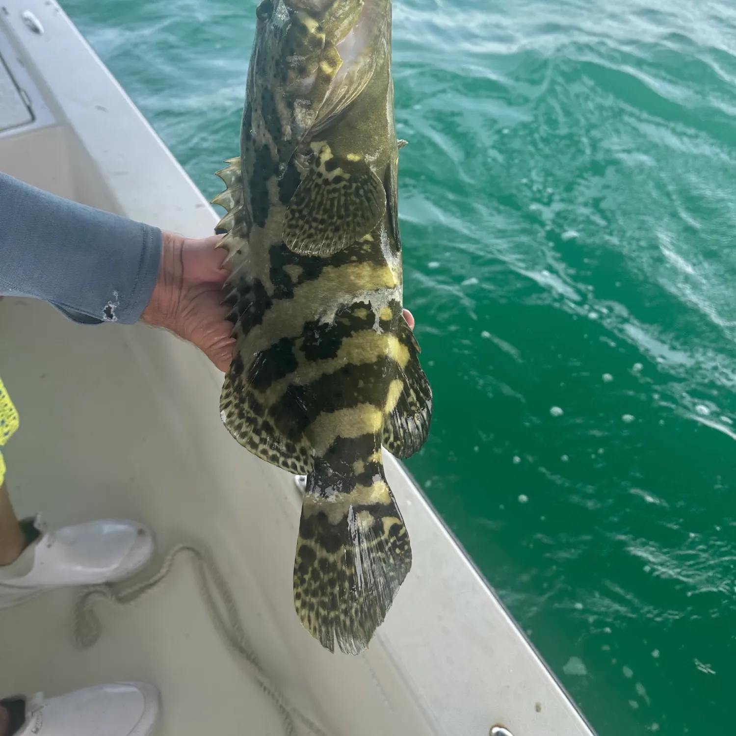 Atlantic goliath grouper caught on Fishbrain