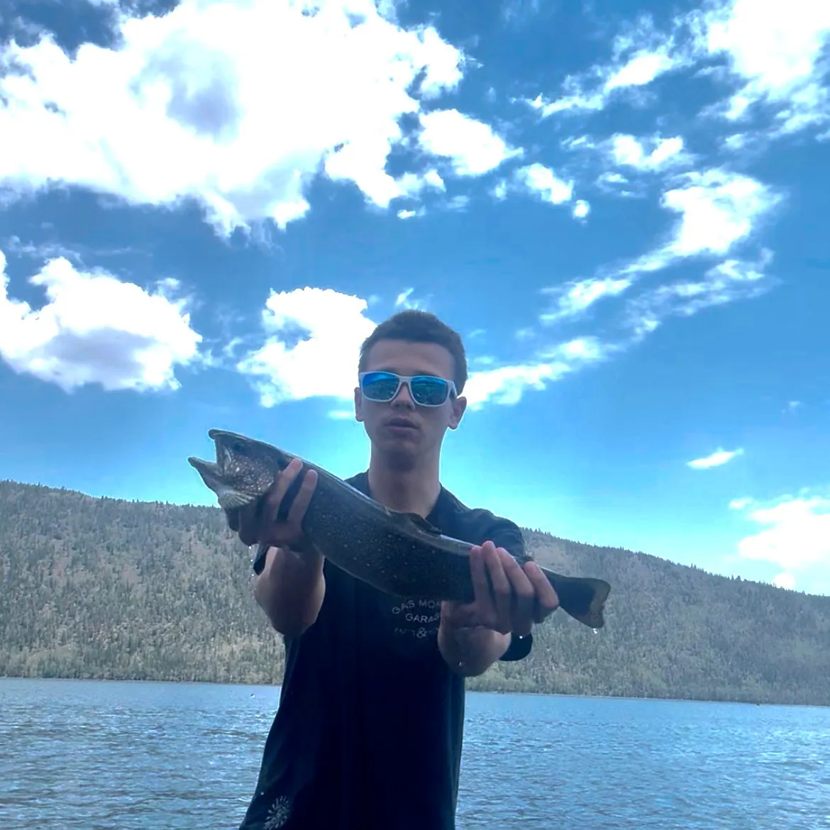 The most recent Splake catches on Fishbrain