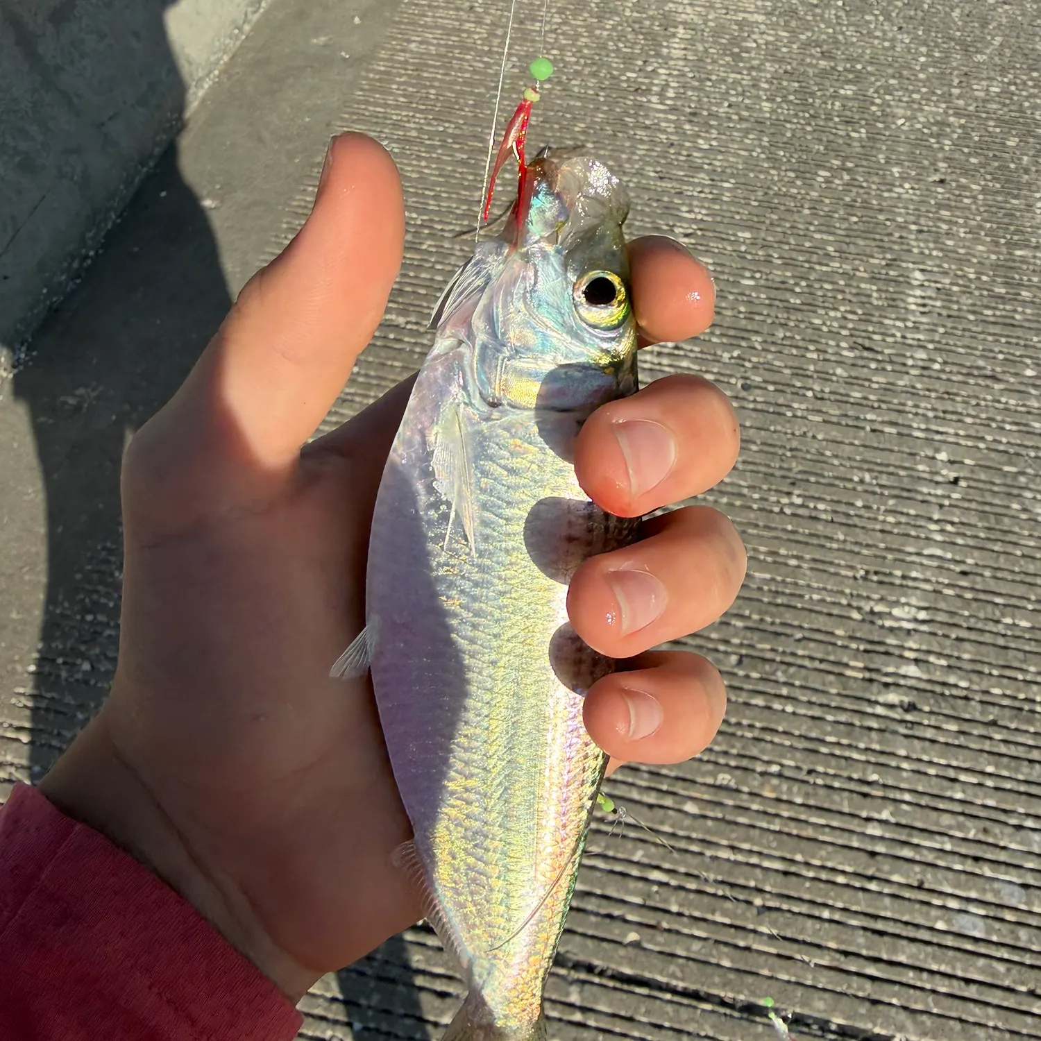 The most recent Mooneye catches on Fishbrain