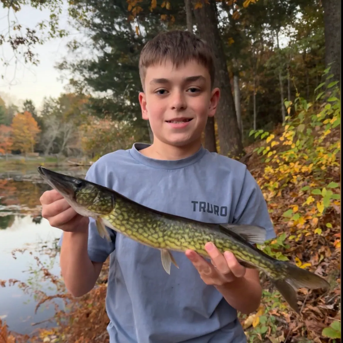 Chain pickerel caught on Fishbrain