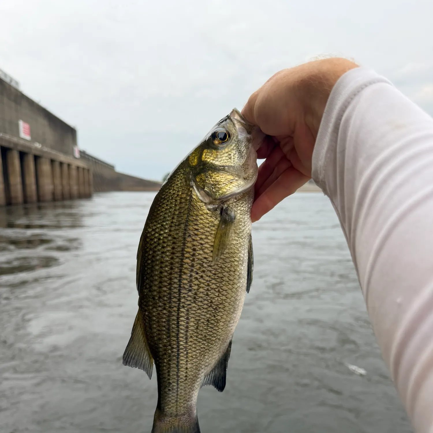 White bass caught on Fishbrain