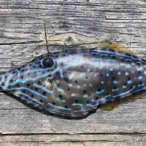 The most recent Scrawled filefish catches on Fishbrain