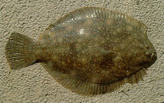 Black flounder