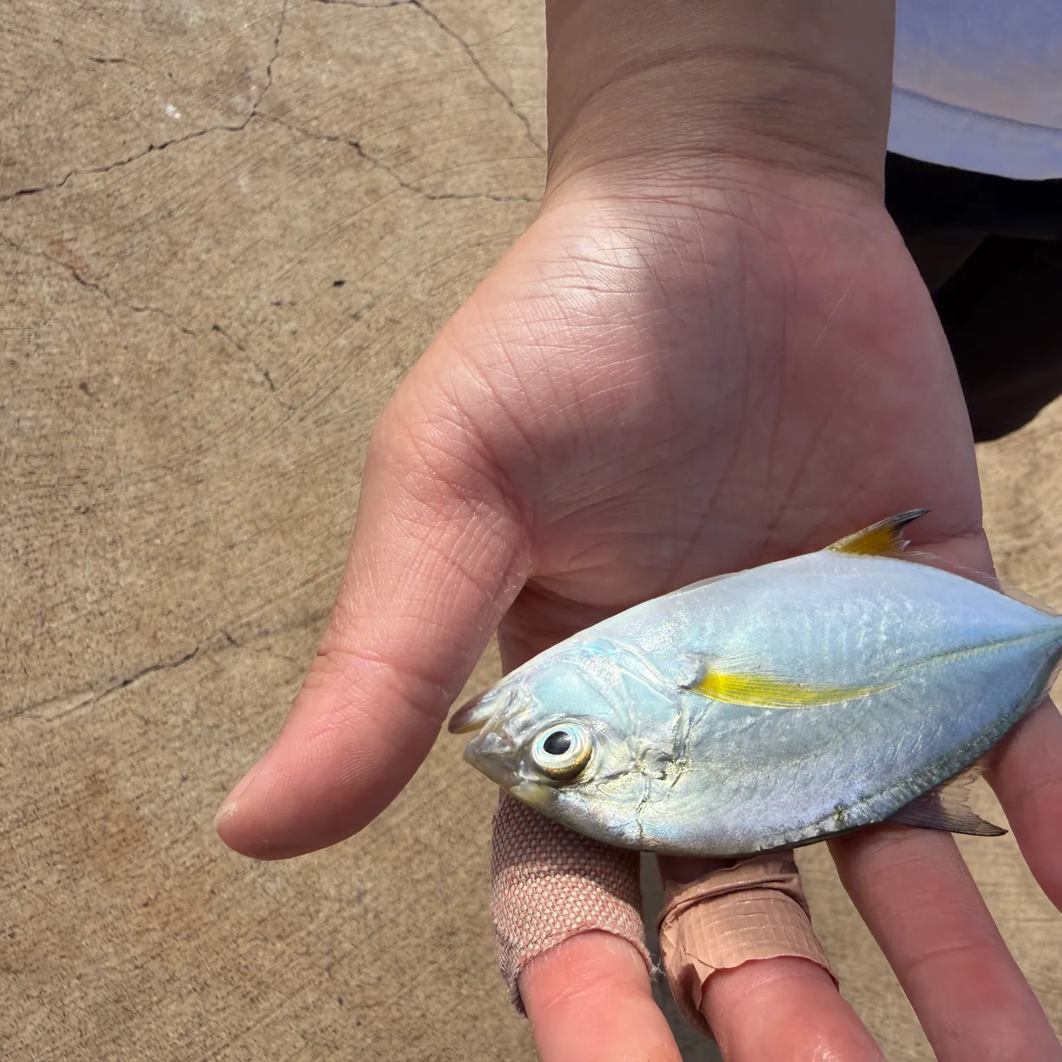 The most recent Bluefin trevally catches on Fishbrain