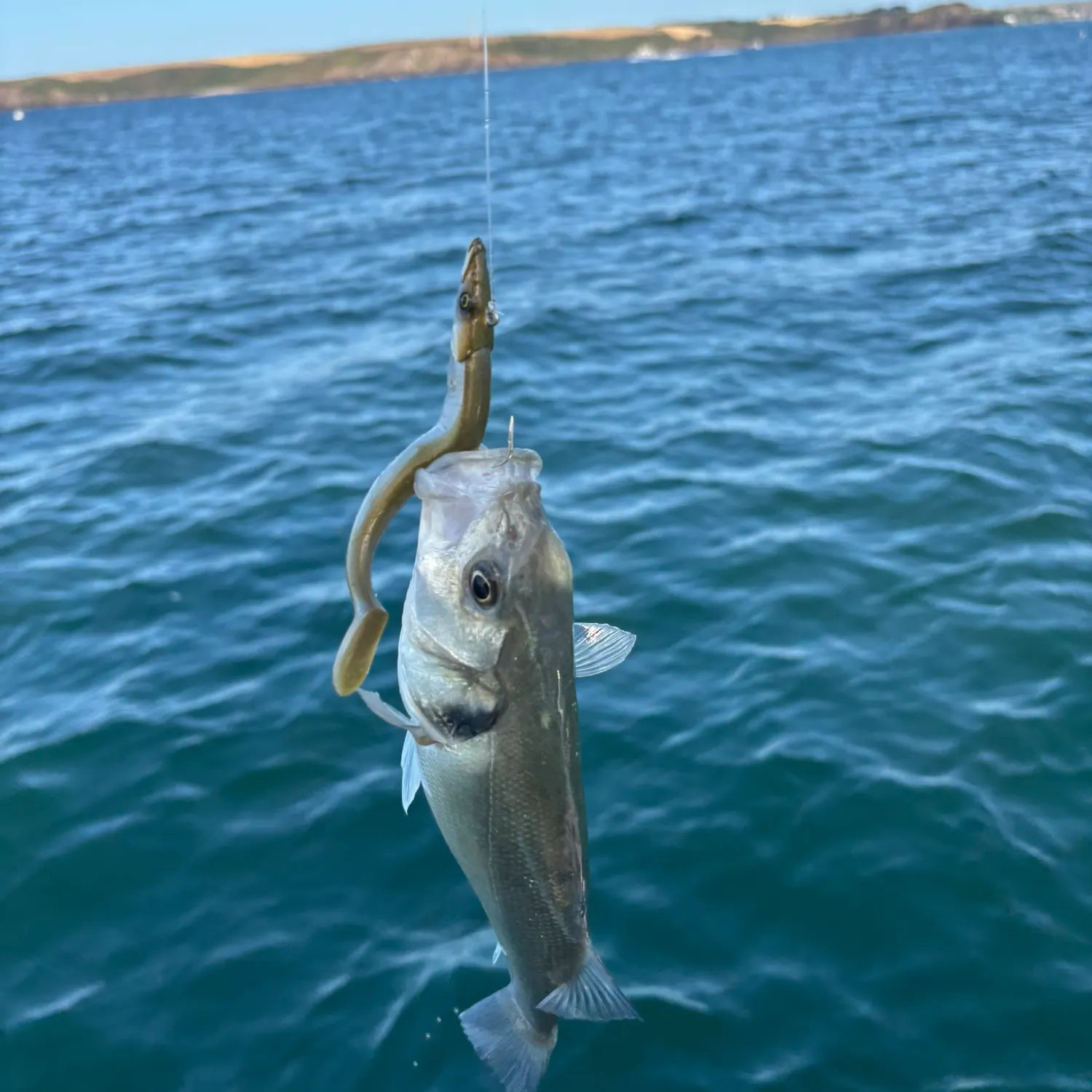 European seabass caught on Fishbrain