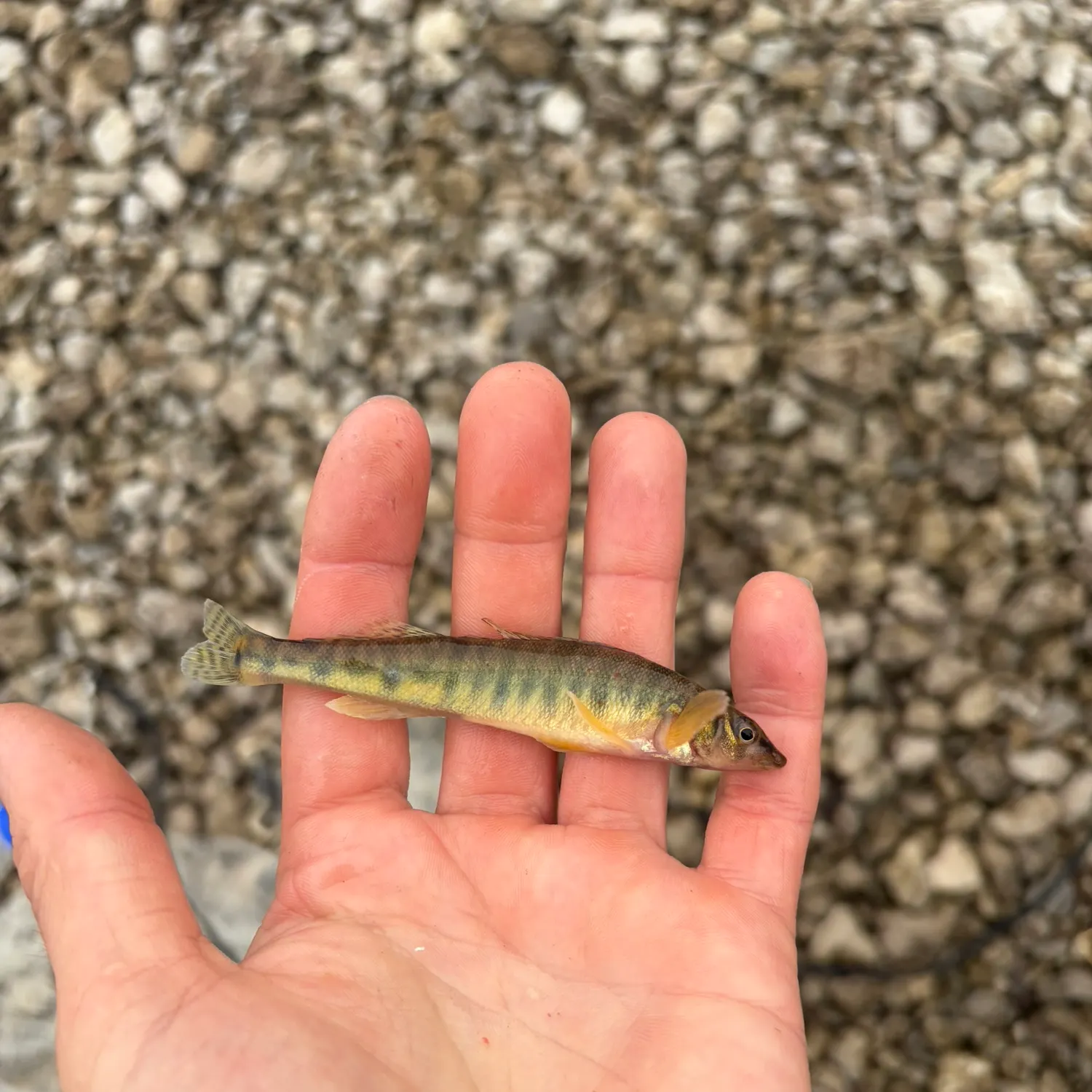 The most recent Common logperch catches on Fishbrain