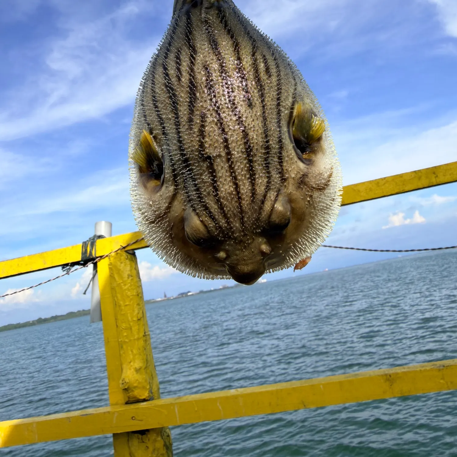 The most recent Narrow-lined puffer catches on Fishbrain