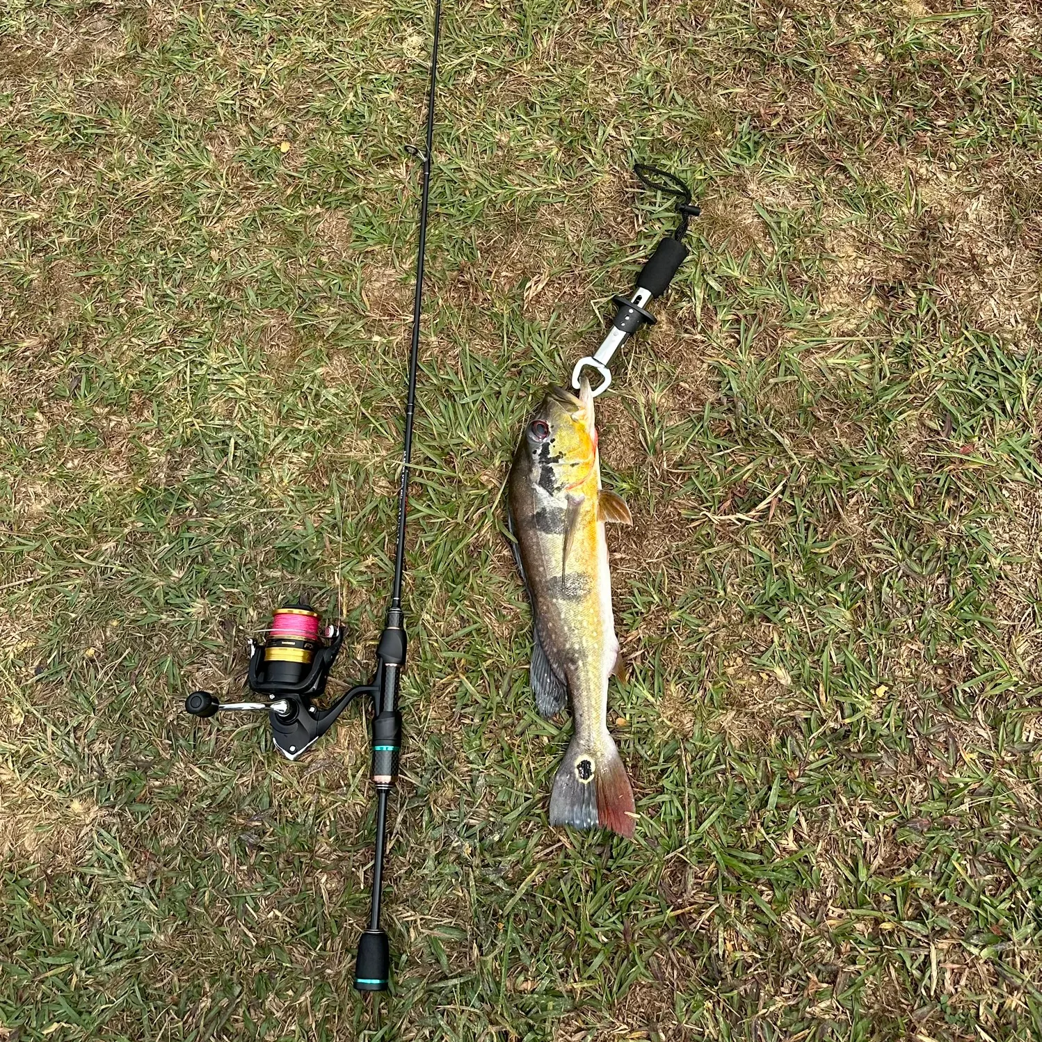 Butterfly peacock bass caught on Fishbrain