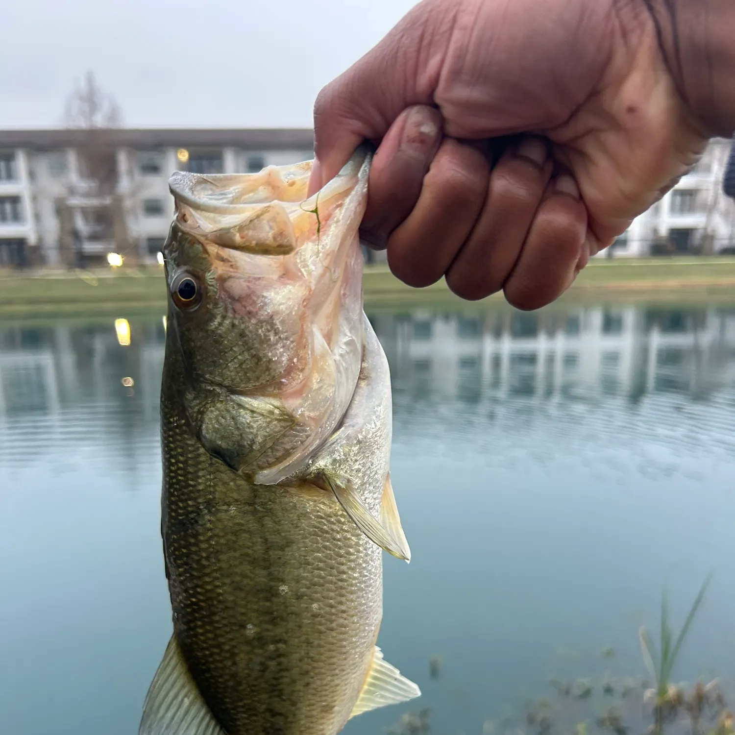 The most recent Largemouth bass catches on Fishbrain