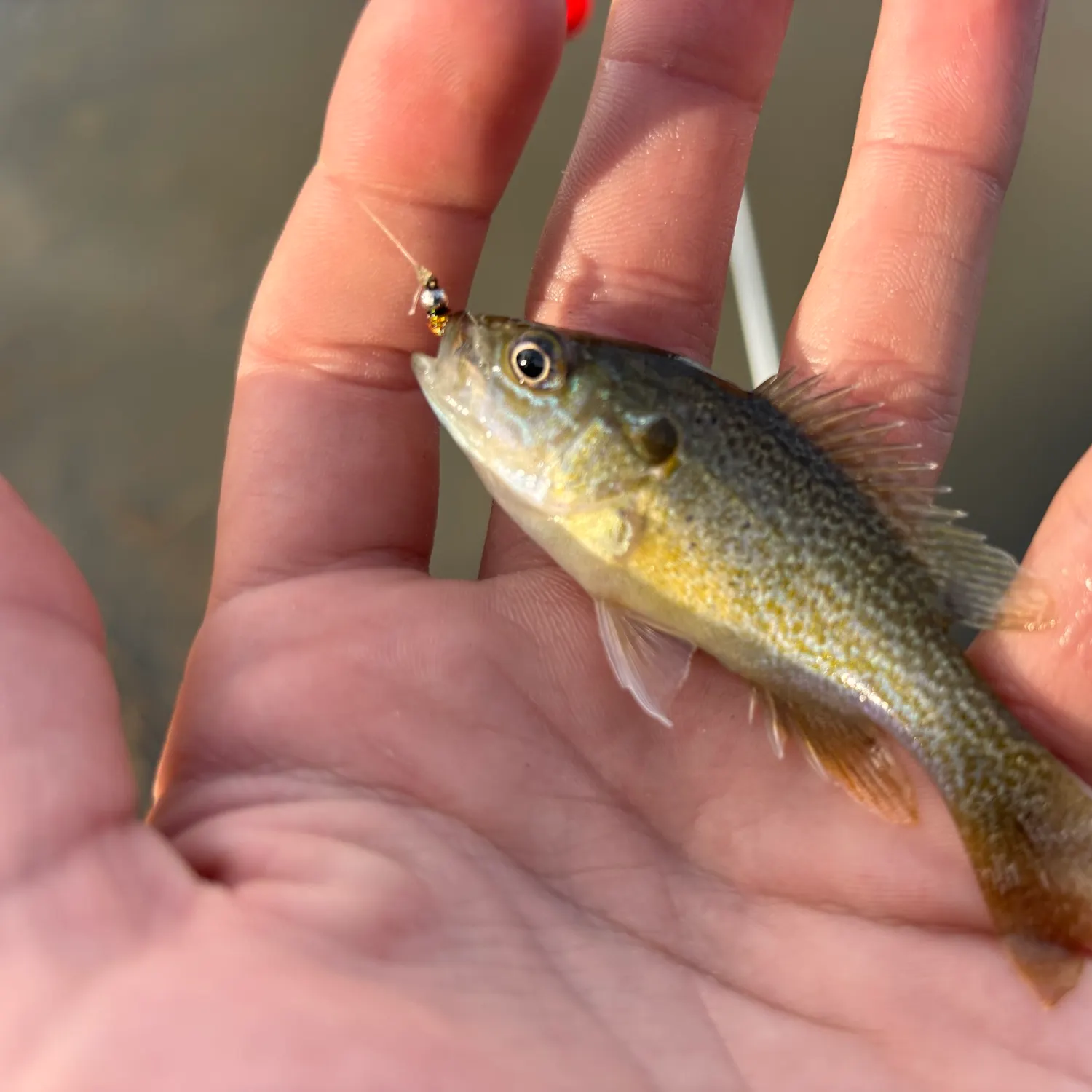 Green sunfish caught on Fishbrain