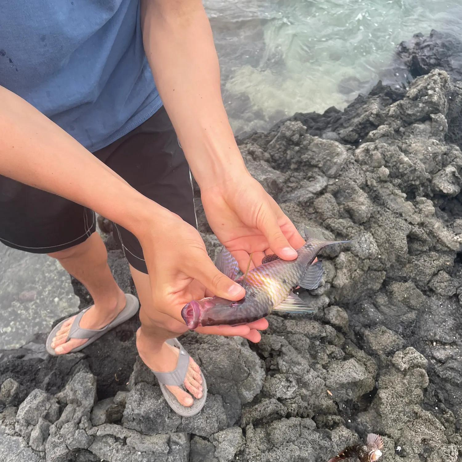 The most recent Island goatfish catches on Fishbrain