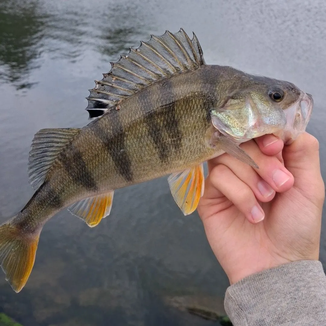 European perch caught on Fishbrain
