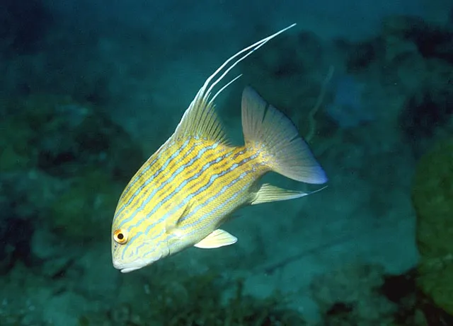 Chinaman snapper