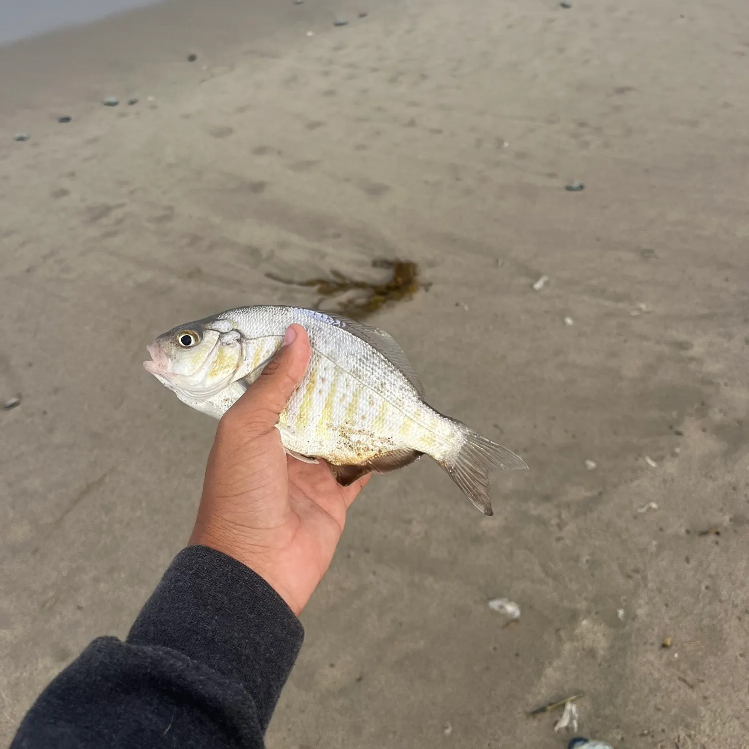 The most recent Barred surfperch catches on Fishbrain