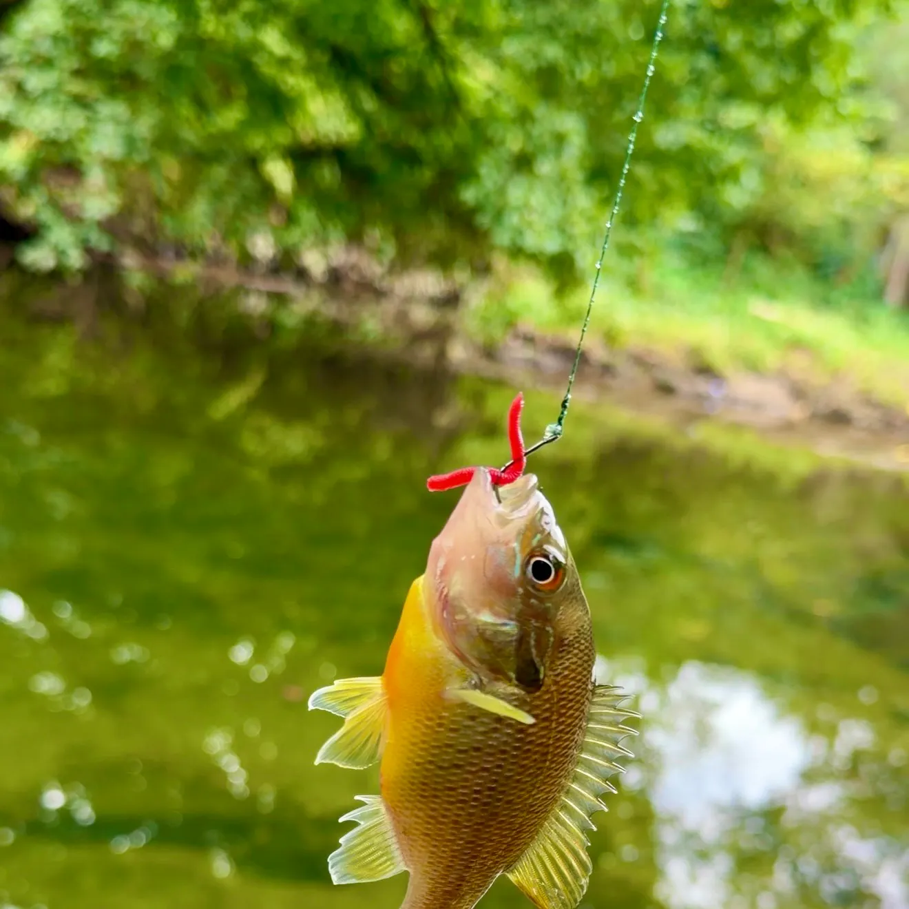 Redbreast sunfish caught on Fishbrain