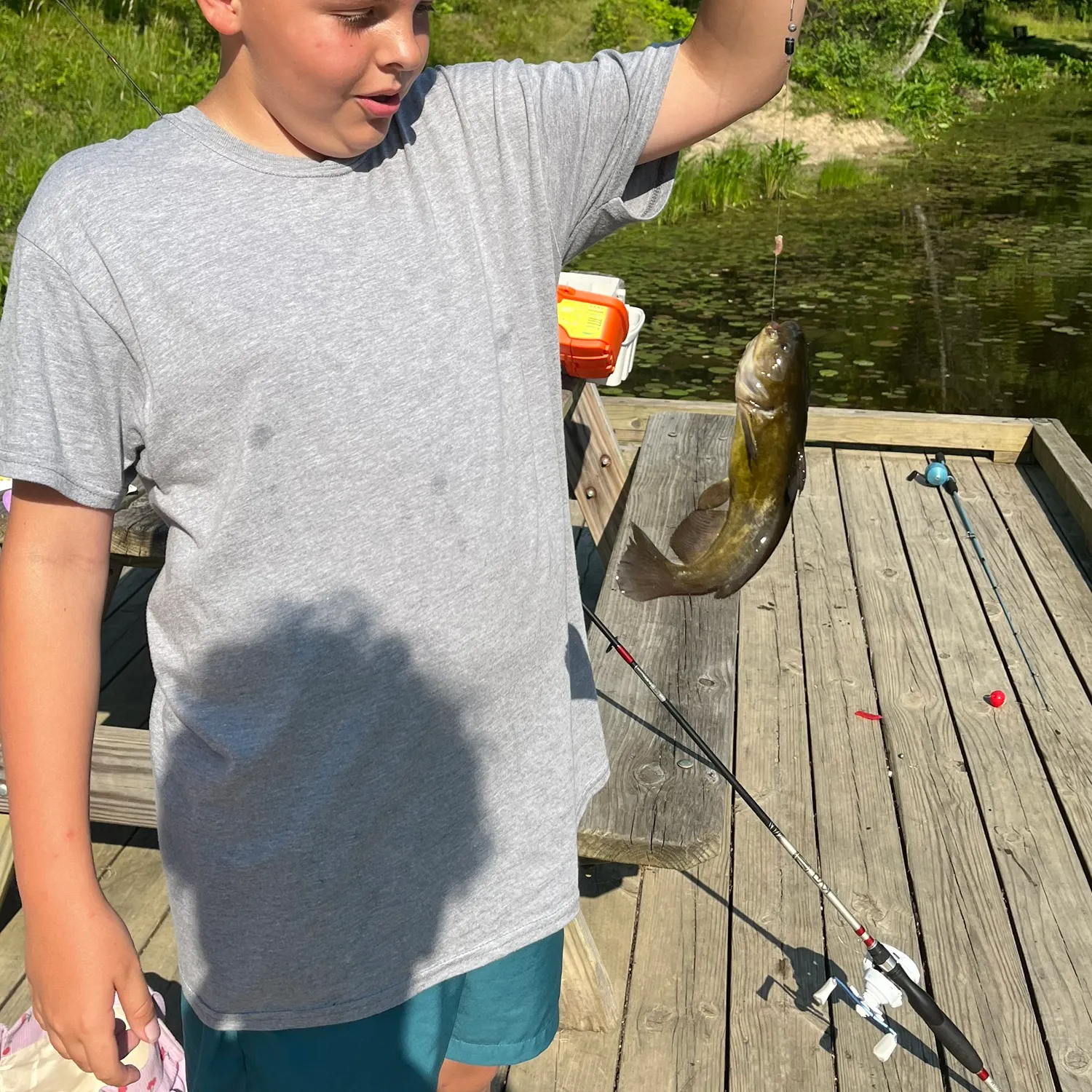 Black bullhead caught on Fishbrain